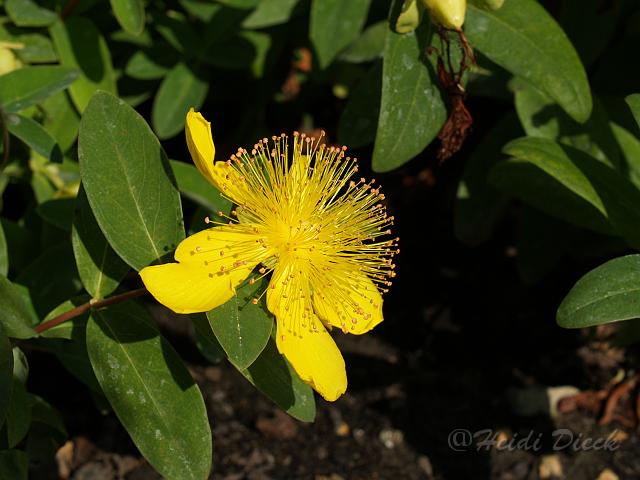 Hypericum calycinum.JPG
